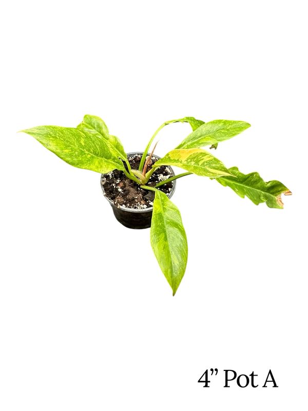 Philodendron Ring Of Fire