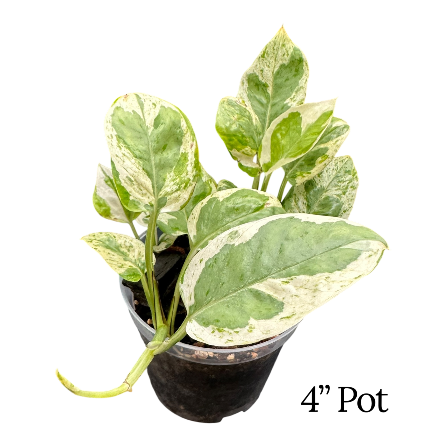 Pearls &amp; Jade Pothos