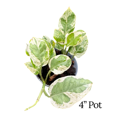 Pearls &amp; Jade Pothos