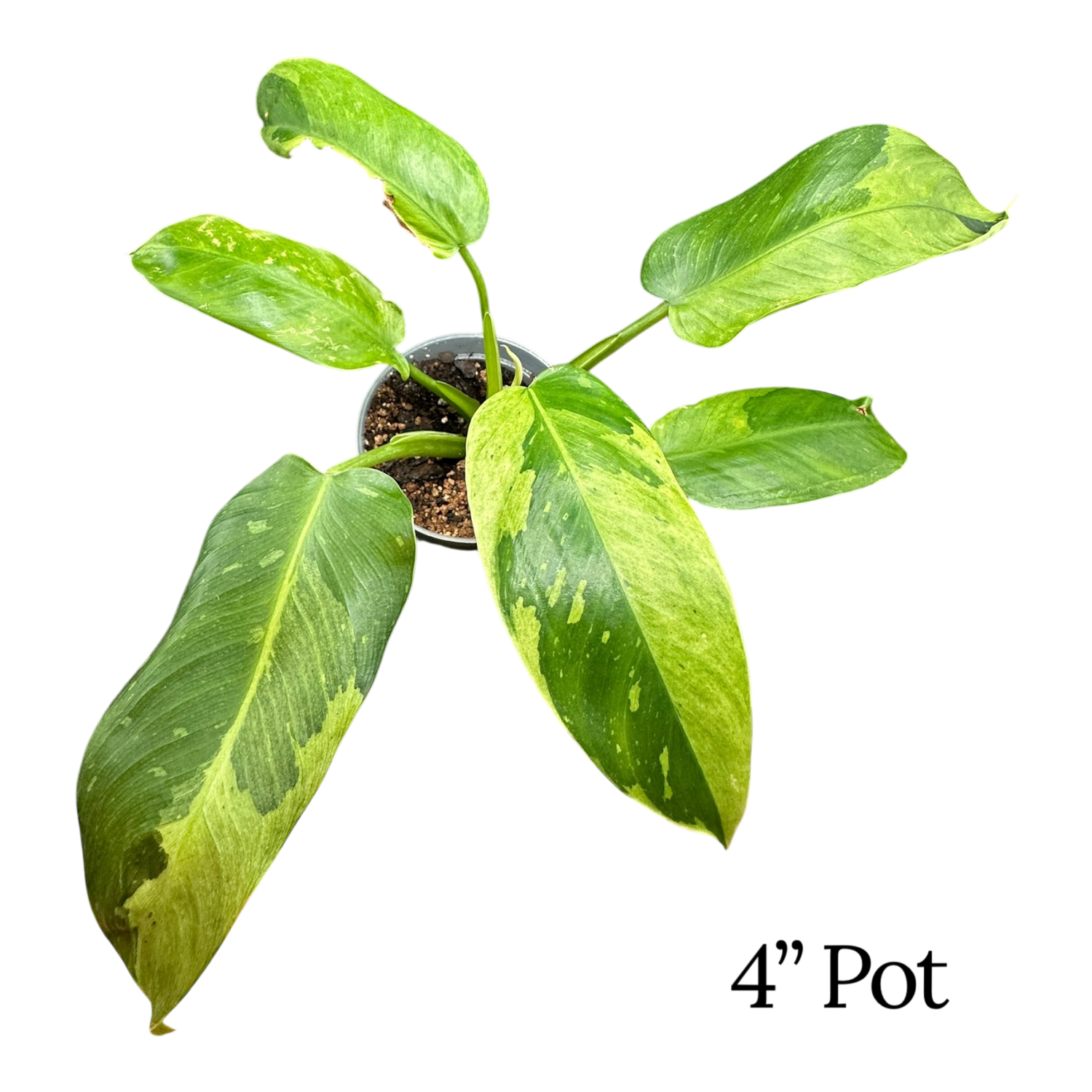 Philodendron Jose Buono