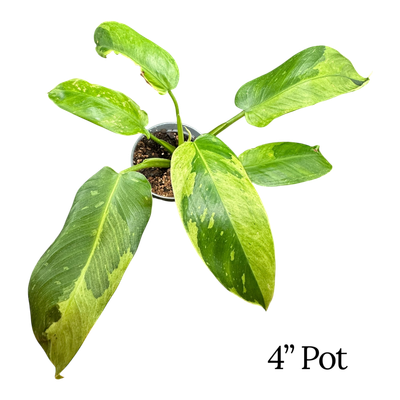Philodendron Jose Buono