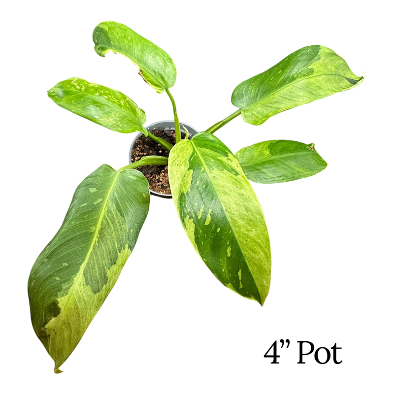 Philodendron Jose Buono