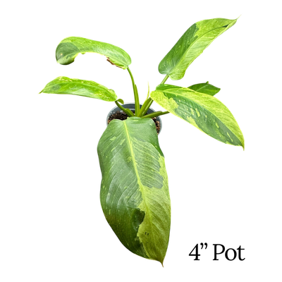 Philodendron Jose Buono