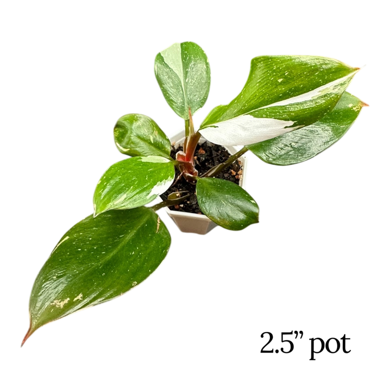 Philodendron White Knight