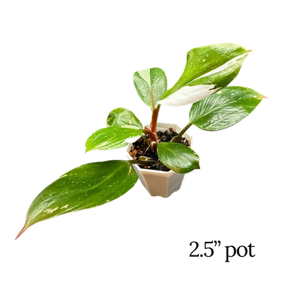 Philodendron White Knight