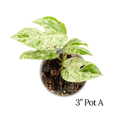 Epipremnum Pinnatum Albo