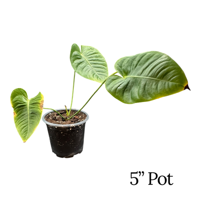 Anthurium Veitchii King