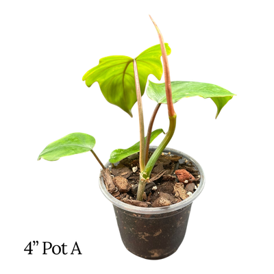 Philodendron Tahiti 