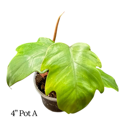 Philodendron Tahiti 