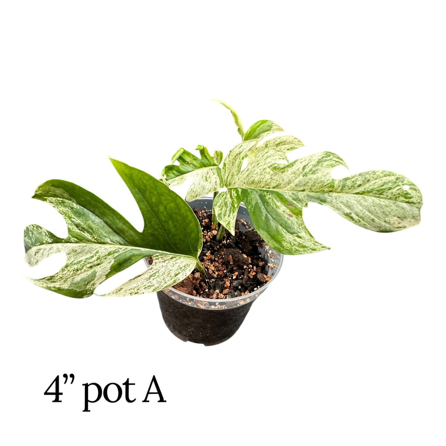 Epipremnum Pinnatum Albo