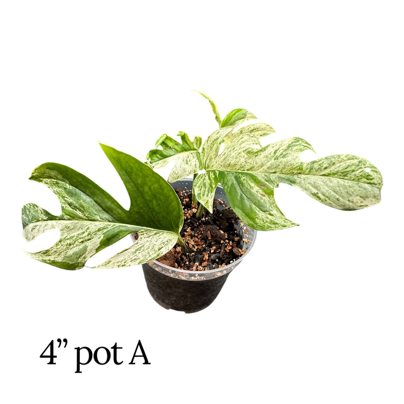 Epipremnum Pinnatum Albo
