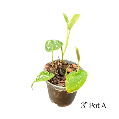 Satin Pothos ‘Argyraeus’