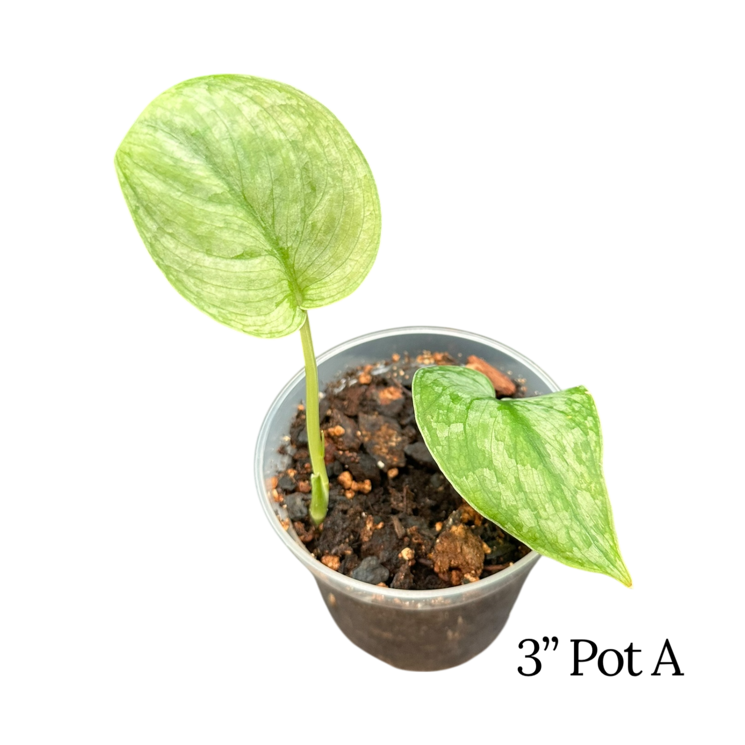 Scindapsus Pictus Silver Cloud