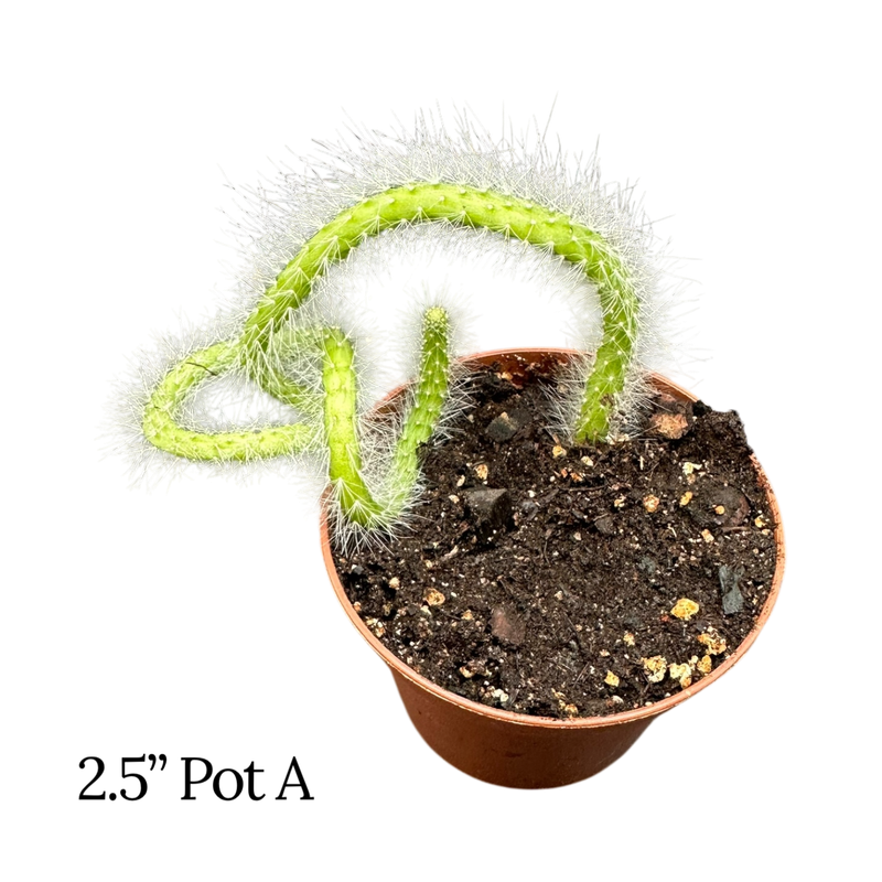 Monkey Tail Cactus