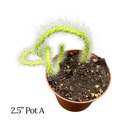 Monkey Tail Cactus