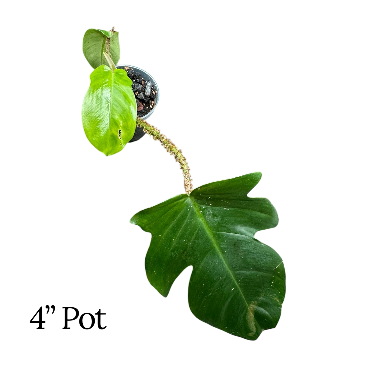 Philodendron Squamiferum