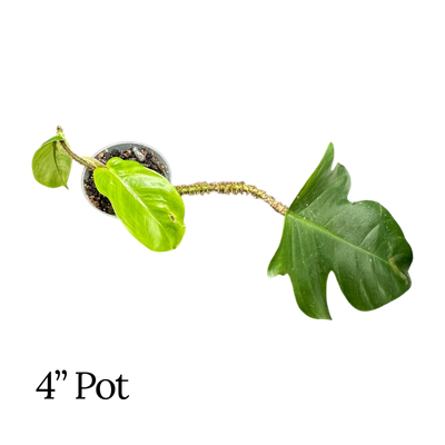 Philodendron Squamiferum