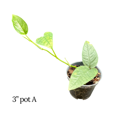 Cebu Blue Pothos