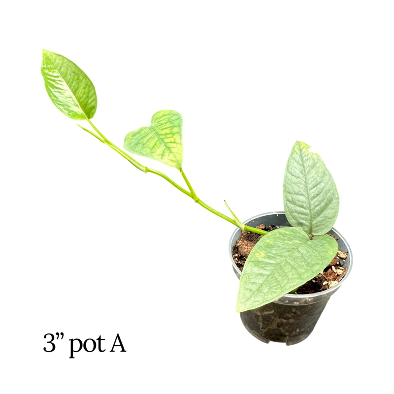 Cebu Blue Pothos