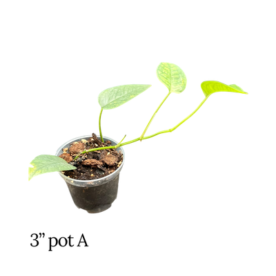 Cebu Blue Pothos