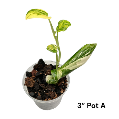 Monstera Standleyana Albo