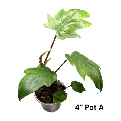 Philodendron Tahiti 
