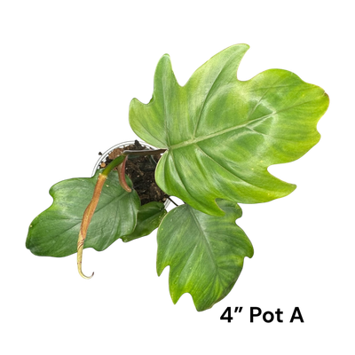 Philodendron Tahiti 