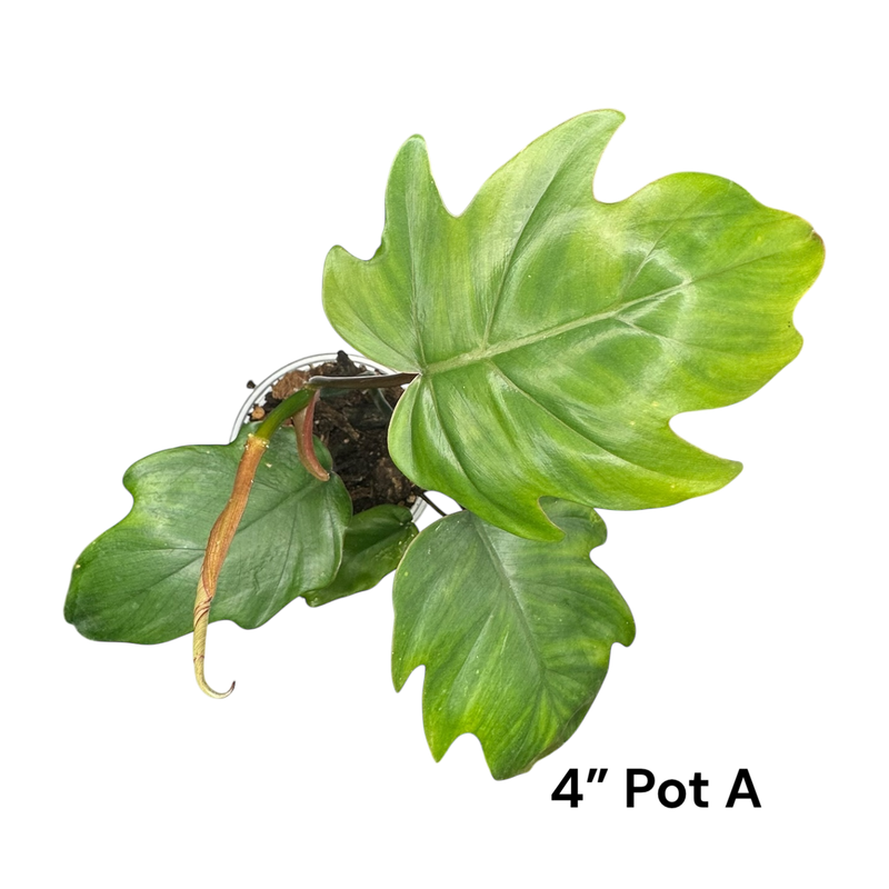 Philodendron Tahiti 