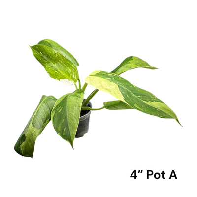 Philodendron Jose Buono