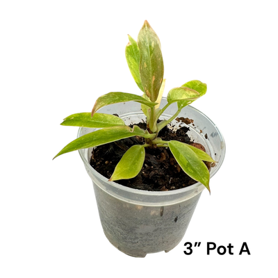 Philodendron Ring Of Fire