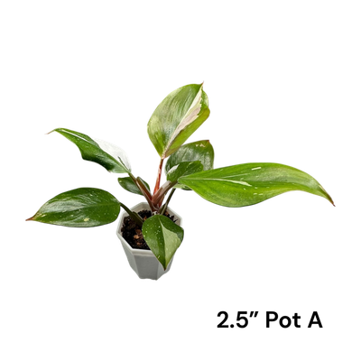Philodendron White Knight