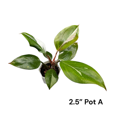 Philodendron White Knight