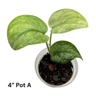 Scindapsus Pictus Silver Cloud