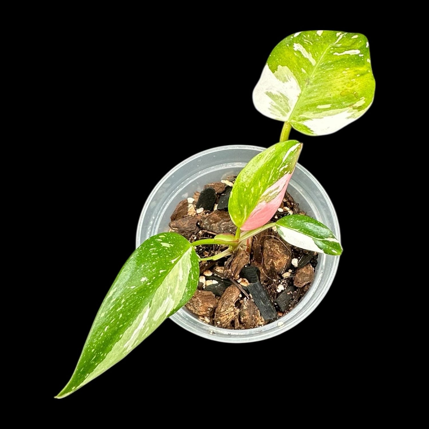 Philodendron White Princess