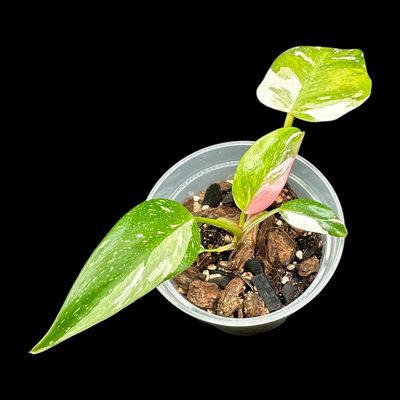 Philodendron White Princess