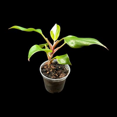 Philodendron White Knight