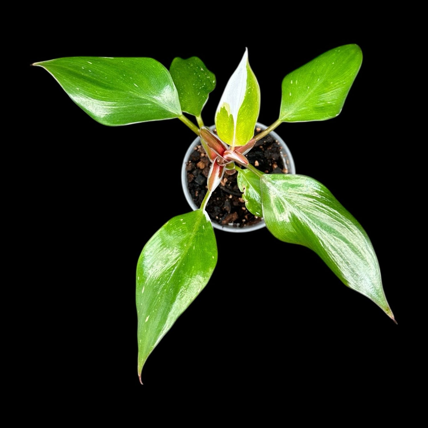 Philodendron White Knight