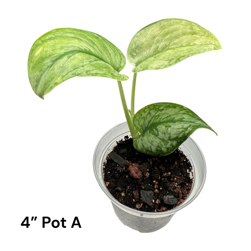 Scindapsus Pictus Silver Cloud