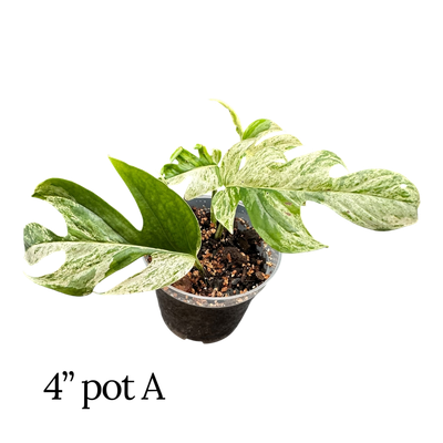 Epipremnum Pinnatum Albo