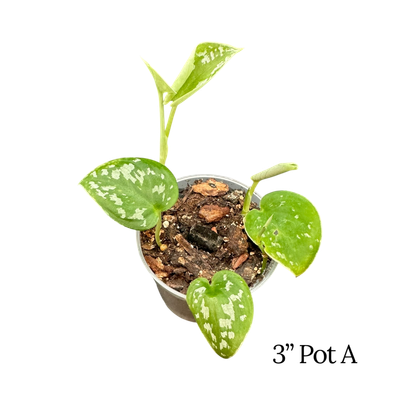 Satin Pothos ‘Argyraeus’