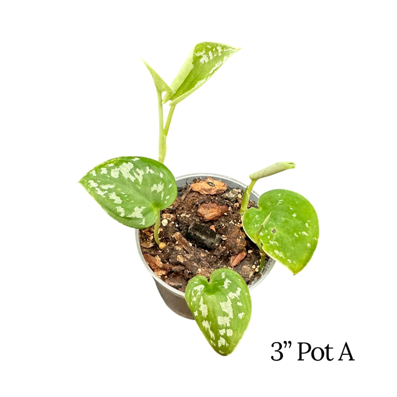 Satin Pothos ‘Argyraeus’