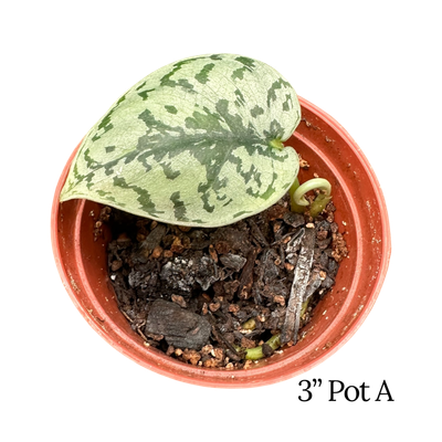 Silver Lady Scindapsus