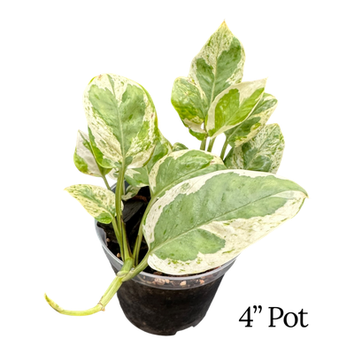 Pearls &amp; Jade Pothos