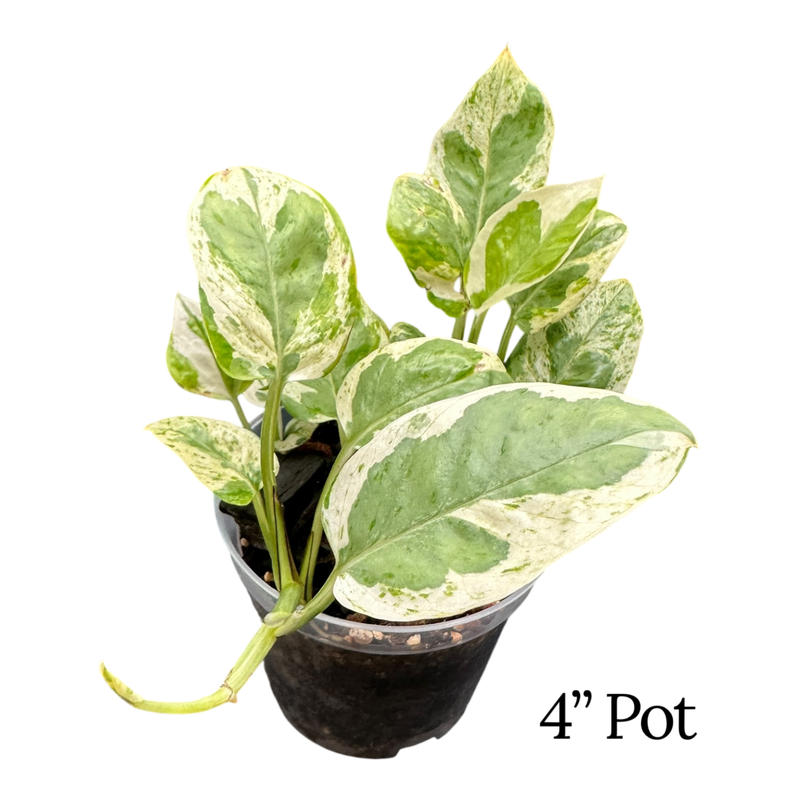 Pearls &amp; Jade Pothos