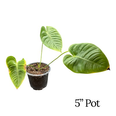 Anthurium Veitchii King