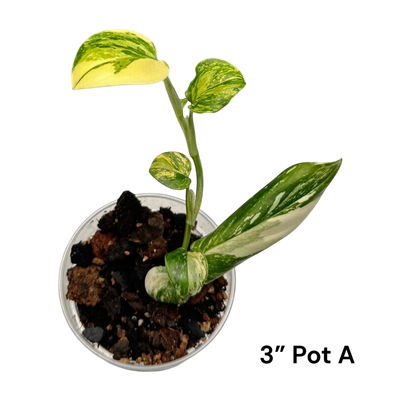 Monstera Standleyana Albo