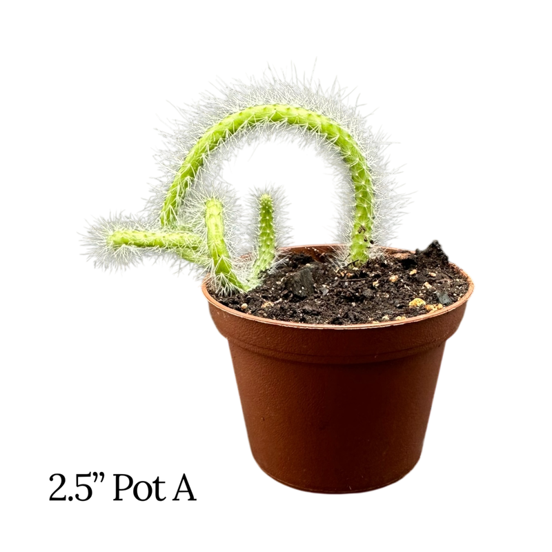 Monkey Tail Cactus