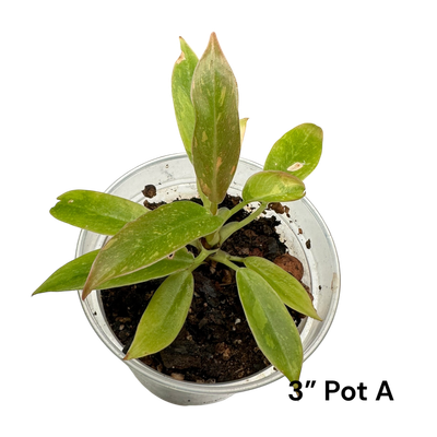 Philodendron Ring Of Fire