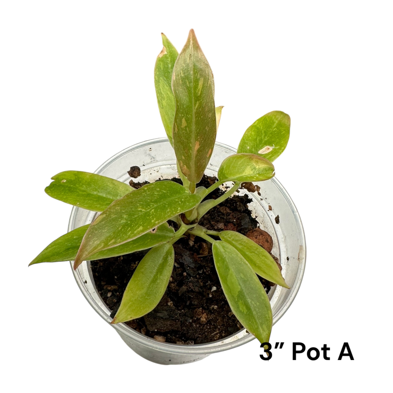 Philodendron Ring Of Fire