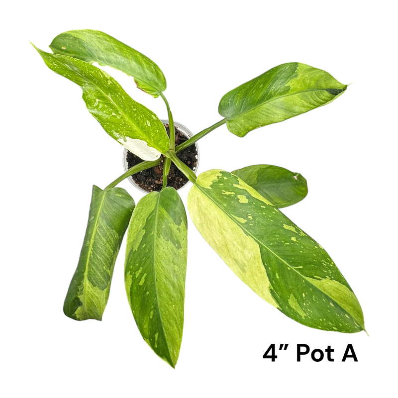 Philodendron Jose Buono